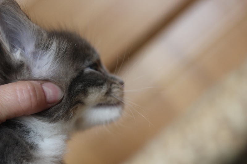Corsair Monterini - Kitten maine-coon 1 month 0.5 weeks