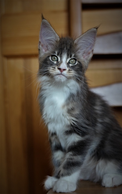 Corsair Monterini - Kitten maine-coon 2 months 1 week