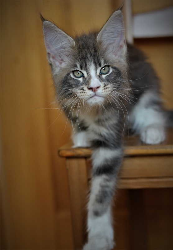 Corsair Monterini - Kitten maine-coon 2 months 1 week