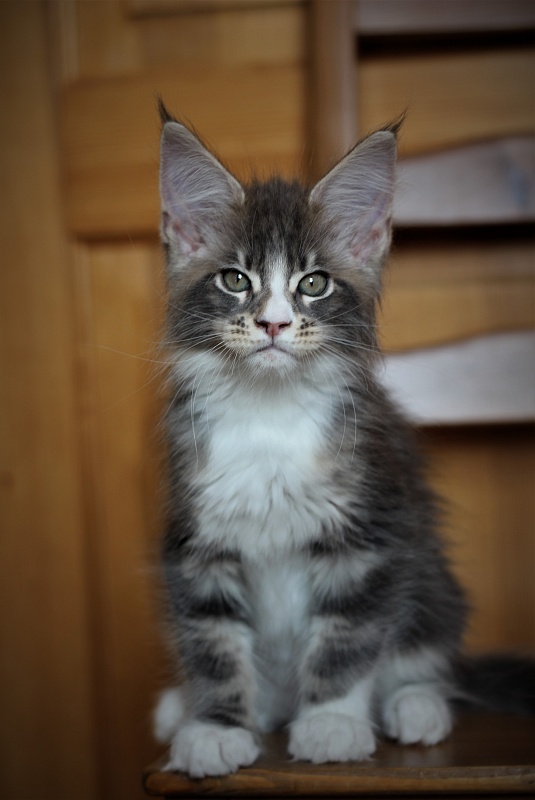 Corsair Monterini - Kitten maine-coon 2 months 1 week