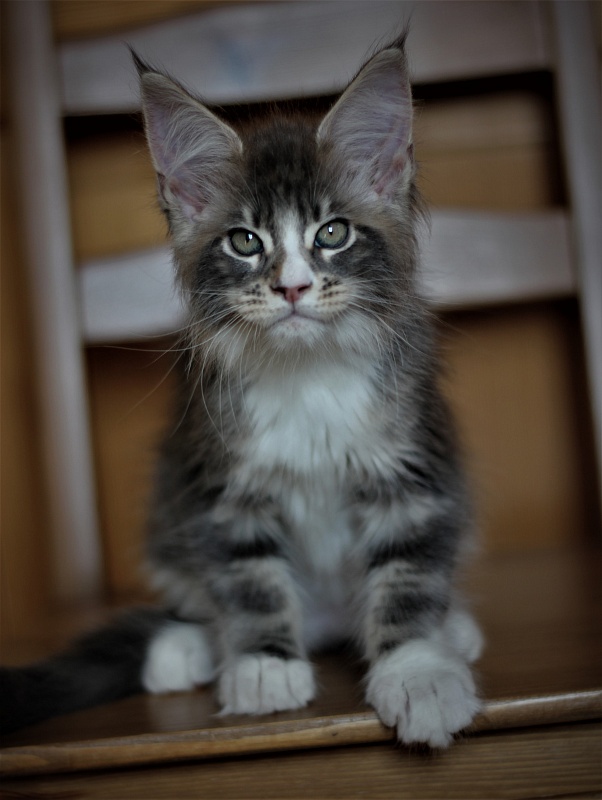 Corsair Monterini - Kitten maine-coon 2 months 1 week