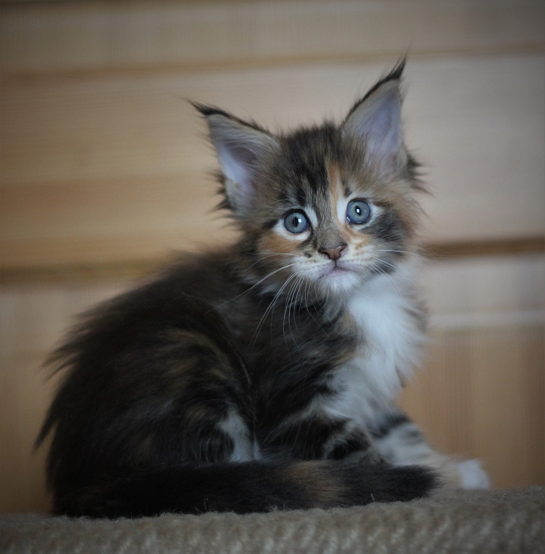 Candy Ruffles Monterini - Kitten maine-coon 1 month 0.5 weeks
