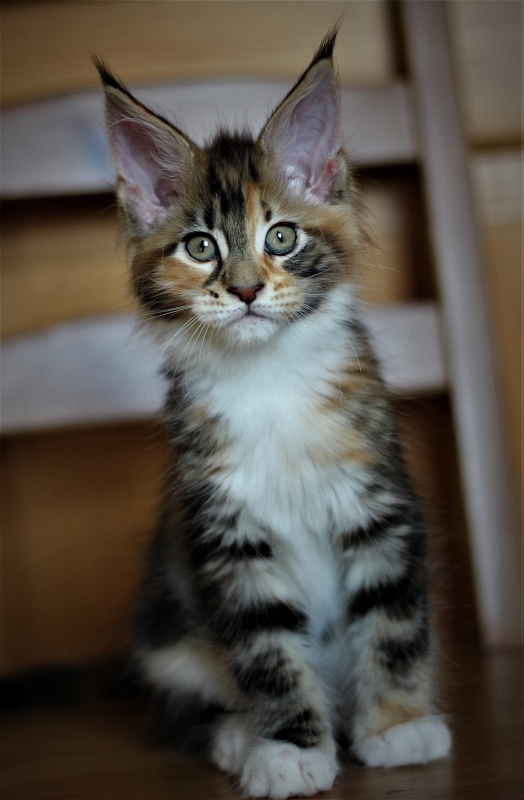 Candy Ruffles Monterini - Kitten maine-coon 2 months 1 week