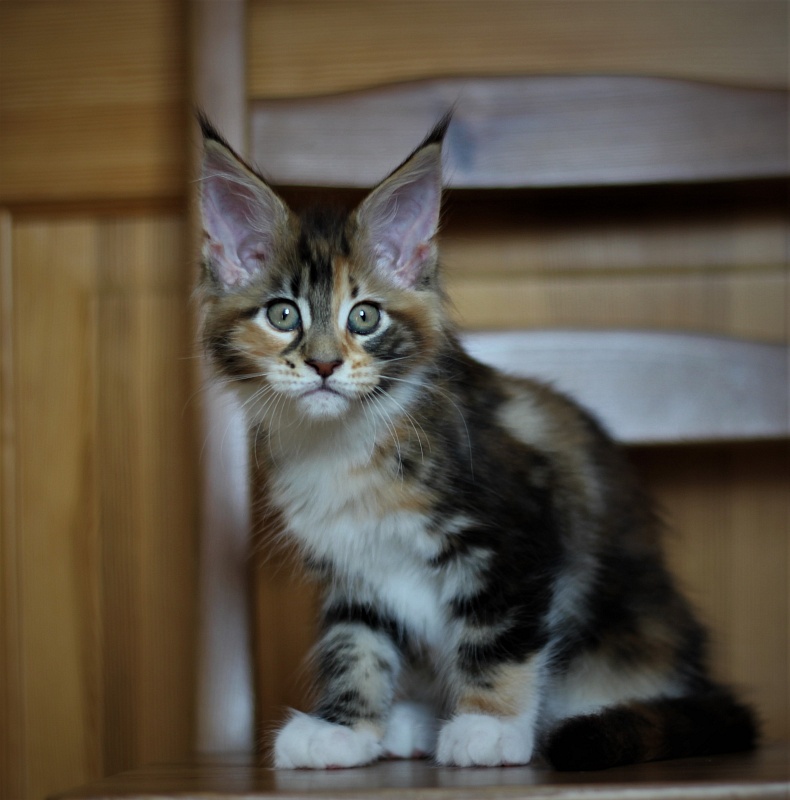 Candy Ruffles Monterini - Kitten maine-coon 2 months 1 week