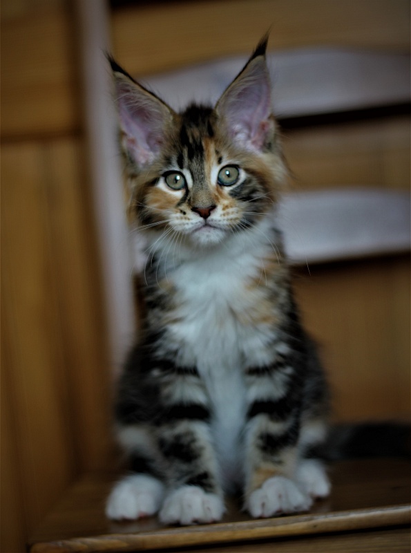 Candy Ruffles Monterini - Kitten maine-coon 2 months 1 week