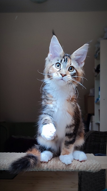 Candy Ruffles Monterini - Kitten maine-coon 3 months