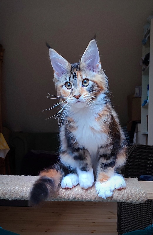 Candy Ruffles Monterini - Kitten maine-coon 3 months