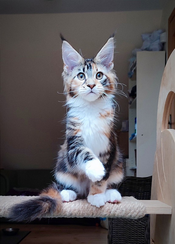 Candy Ruffles Monterini - Kitten maine-coon 3 months