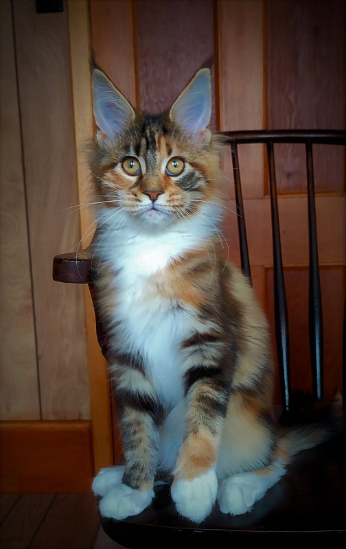Candy Ruffles Monterini - Kitten maine-coon 4 months 1 week