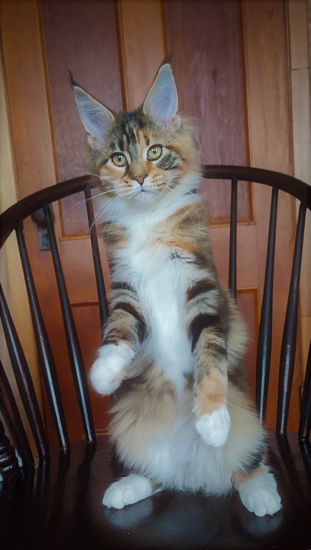 Candy Ruffles Monterini - Kitten maine-coon 4 months 1 week