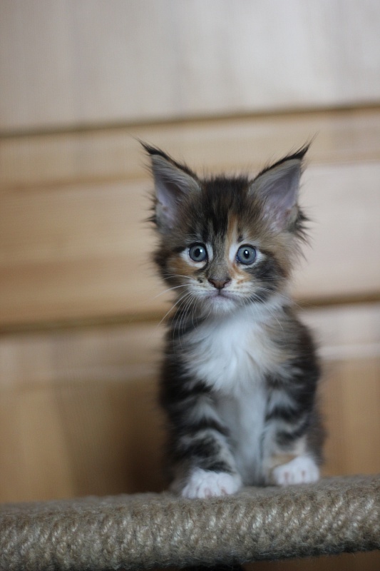 Candy Ruffles Monterini - Kitten maine-coon 1 month 0.5 weeks