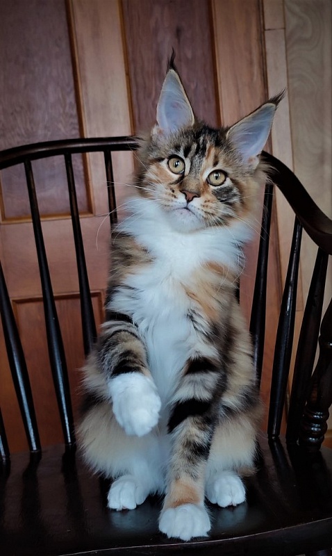 Candy Ruffles Monterini - Kitten maine-coon 4 months 1 week