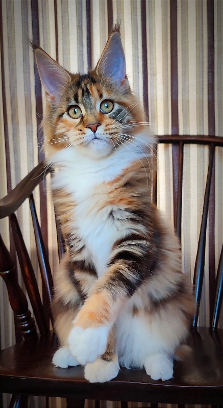 Candy Ruffles Monterini - Kitten maine-coon 4 months 3.5 weeks