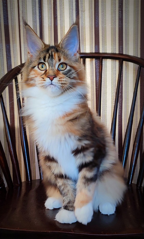 Candy Ruffles Monterini - Kitten maine-coon 4 months 3.5 weeks