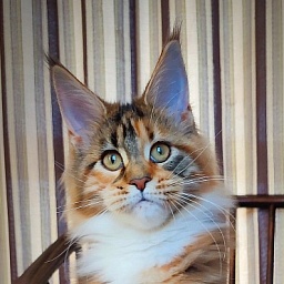 Candy Ruffles Monterini