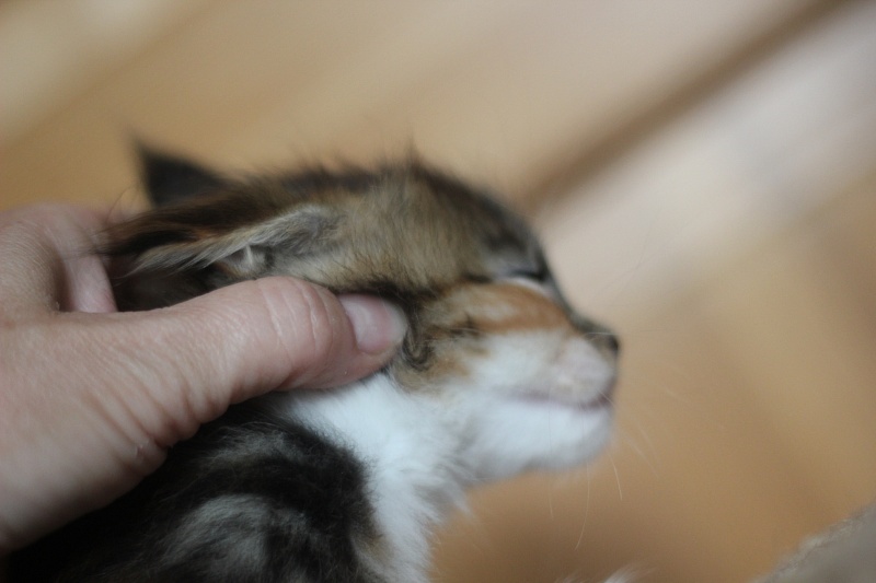 Candy Ruffles Monterini - Kitten maine-coon 1 month 0.5 weeks