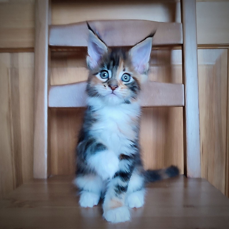 Candy Ruffles Monterini - Kitten maine-coon 1 month 3.5 weeks