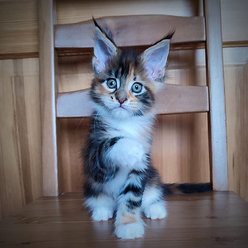 Candy Ruffles Monterini - Kitten maine-coon 1 month 3.5 weeks