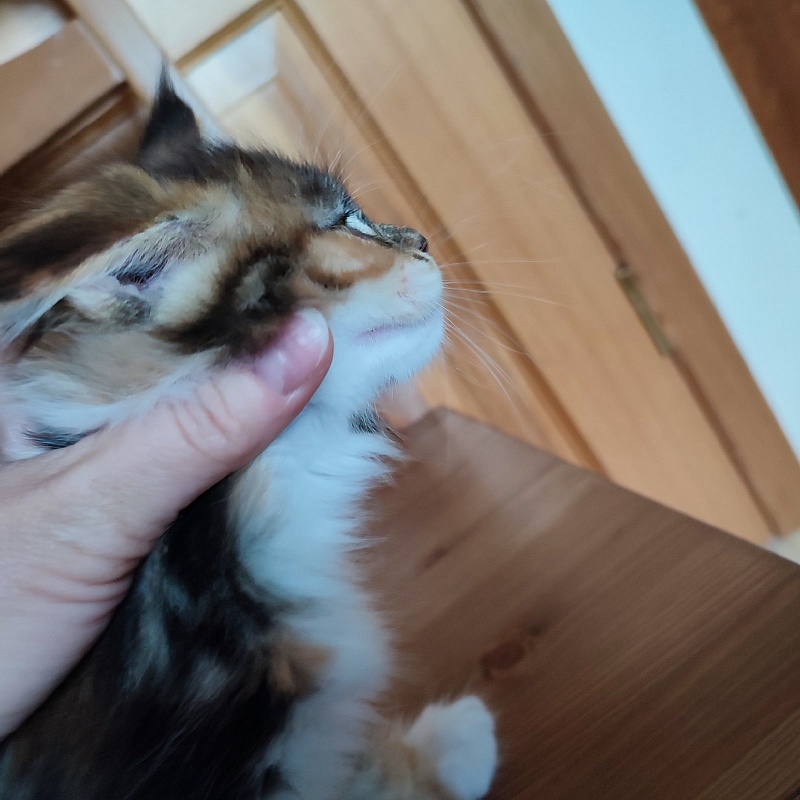 Candy Ruffles Monterini - Kitten maine-coon 1 month 3.5 weeks