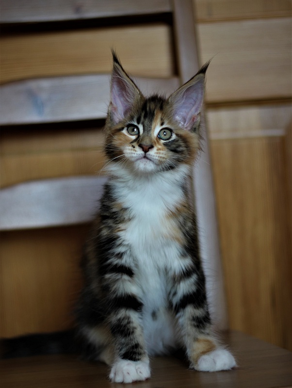 Candy Ruffles Monterini - Kitten maine-coon 2 months 1 week
