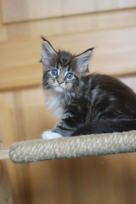Canberra  Monterini - Kitten maine-coon 1 month 0.5 weeks