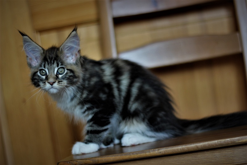 Canberra  Monterini - Kitten maine-coon 2 months 1 week