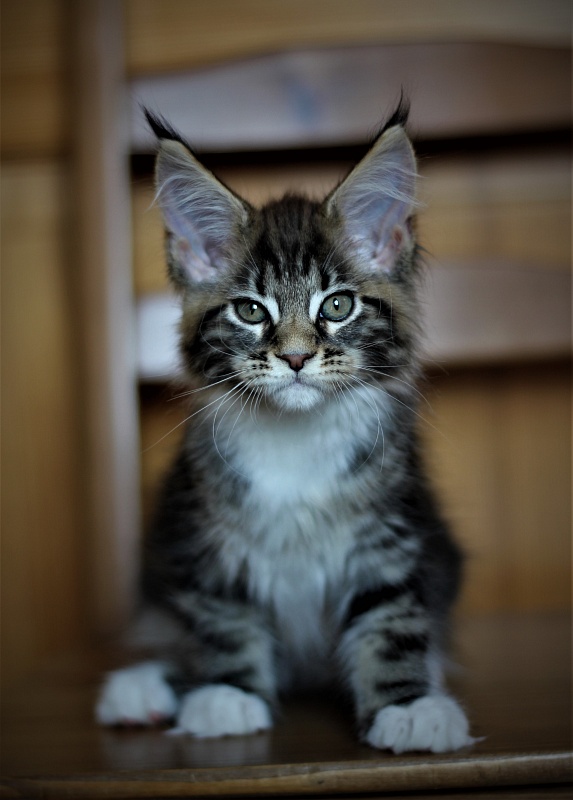 Canberra  Monterini - Kitten maine-coon 2 months 1 week