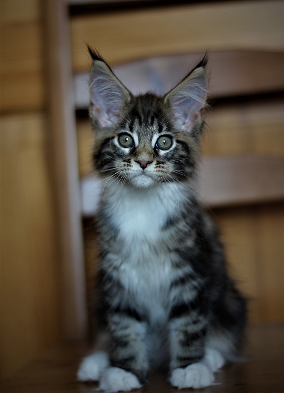 Canberra  Monterini - Kitten maine-coon 2 months 1 week