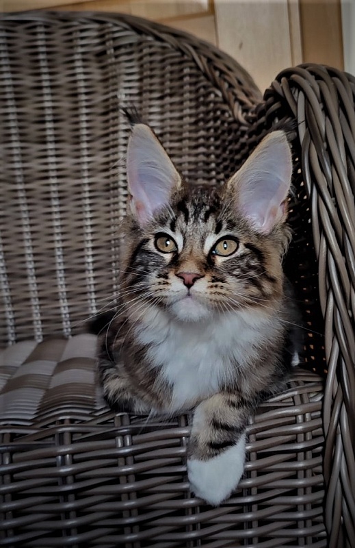 Canberra  Monterini - Kitten maine-coon 3 months