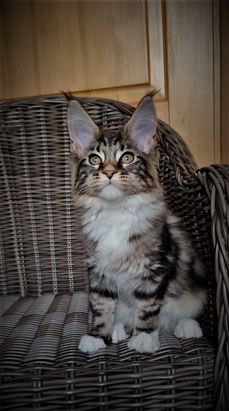 Canberra  Monterini - Kitten maine-coon 3 months