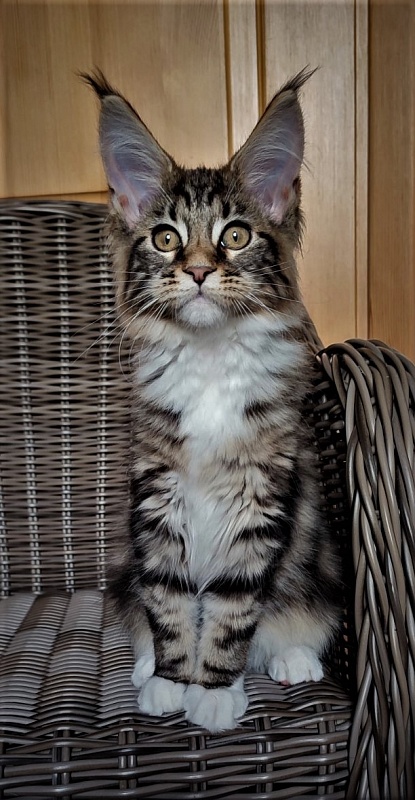 Canberra  Monterini - Kitten maine-coon 3 months