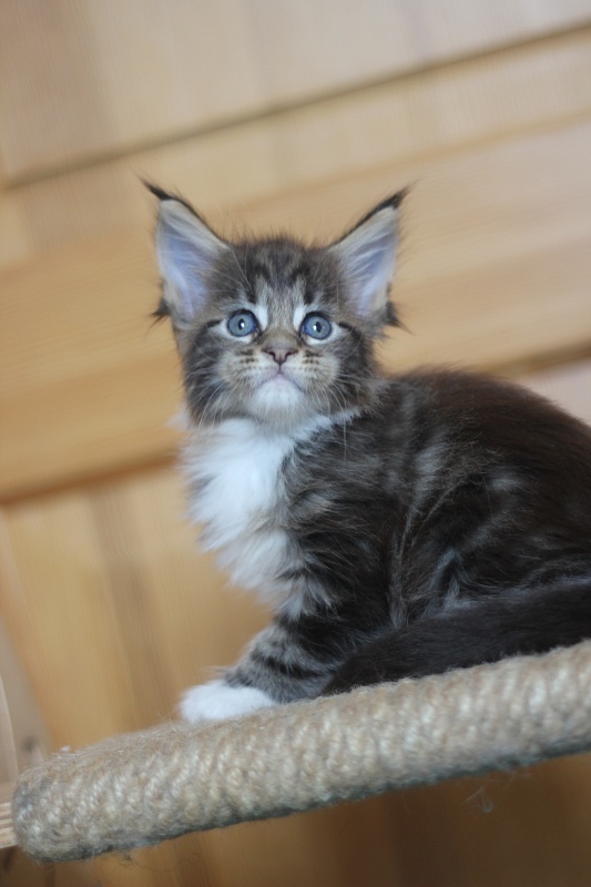 Canberra  Monterini - Kitten maine-coon 1 month 0.5 weeks