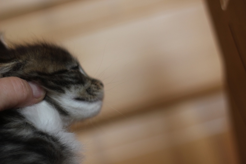 Canberra  Monterini - Kitten maine-coon 1 month 0.5 weeks