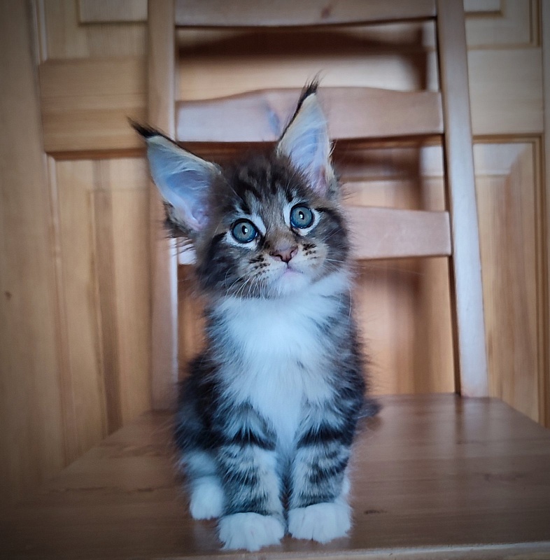 Canberra  Monterini - Kitten maine-coon 1 month 3.5 weeks