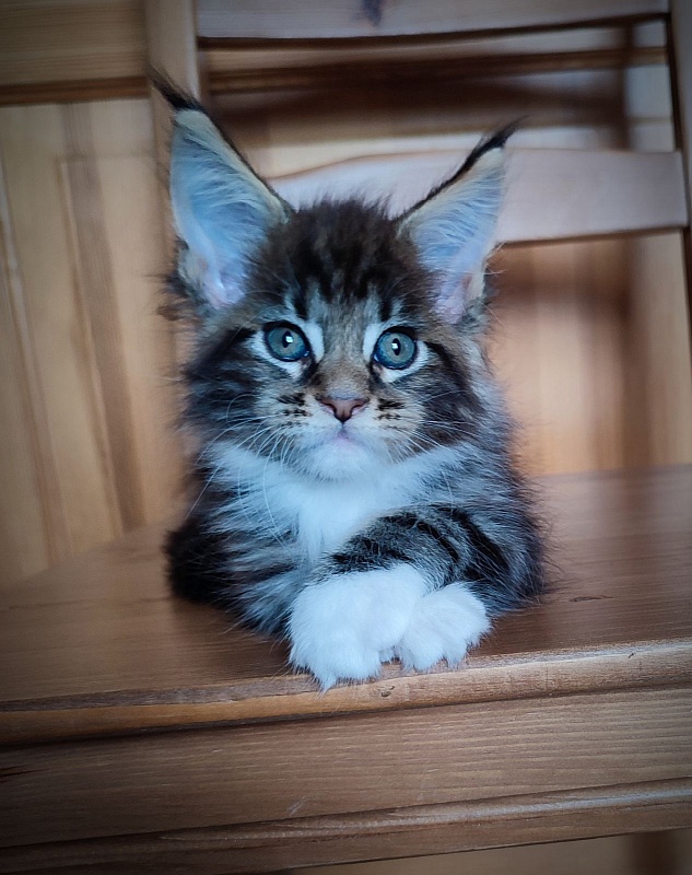 Canberra  Monterini - Kitten maine-coon 1 month 3.5 weeks