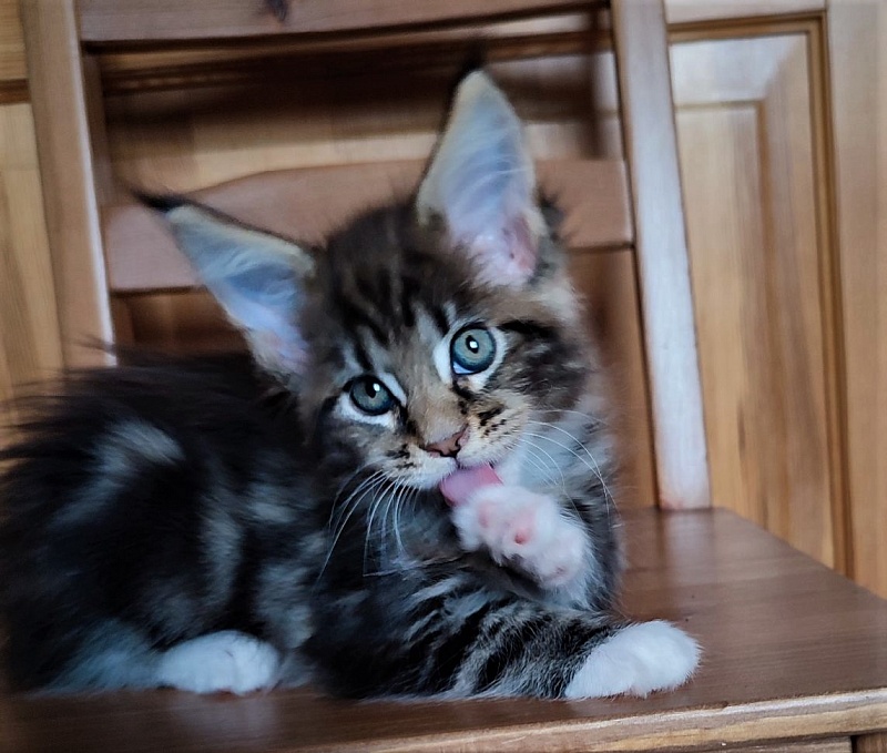 Canberra  Monterini - Kitten maine-coon 1 month 3.5 weeks