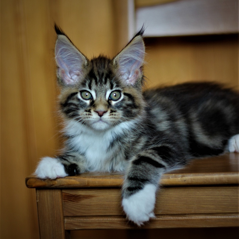 Canberra  Monterini - Kitten maine-coon 2 months 1 week