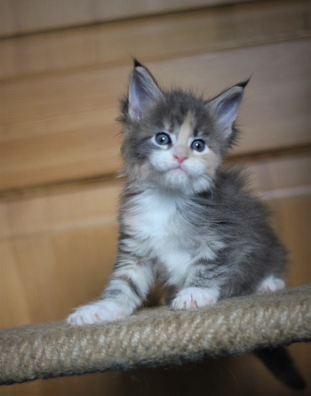 UA*Cremma Monterini - Kitten maine-coon 1 month 0.5 weeks