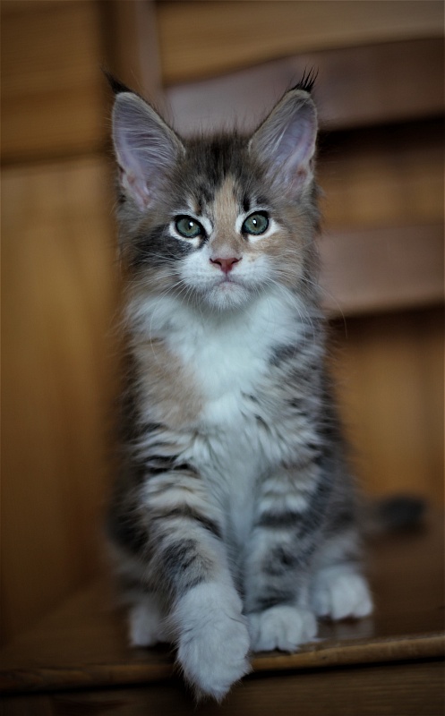 UA*Cremma Monterini - Kitten maine-coon 2 months 1 week