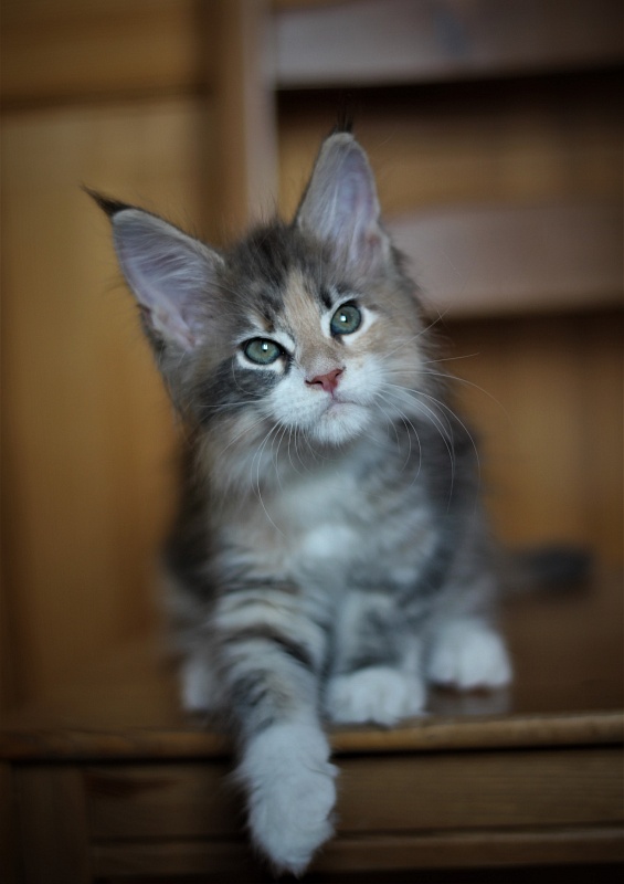 UA*Cremma Monterini - Kitten maine-coon 2 months 1 week