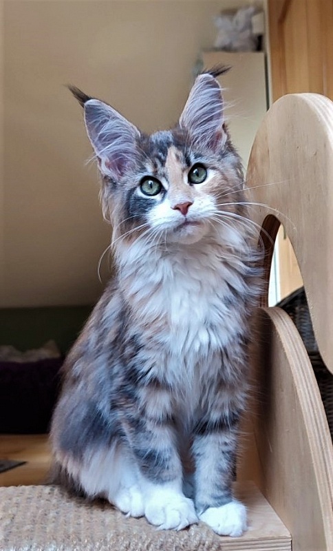 UA*Cremma Monterini - Kitten maine-coon 3 months