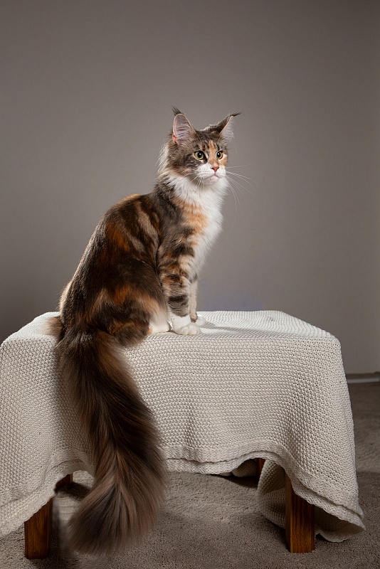 UA*Cremma Monterini - Adult maine-coon 1 year 1 month 1 week