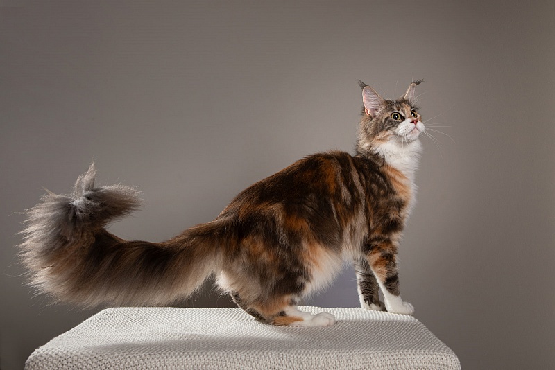 UA*Cremma Monterini - Adult maine-coon 1 year 1 month 1 week