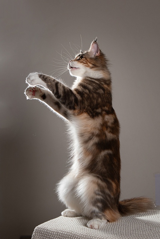 UA*Cremma Monterini - Adult maine-coon 1 year 1 month 1 week