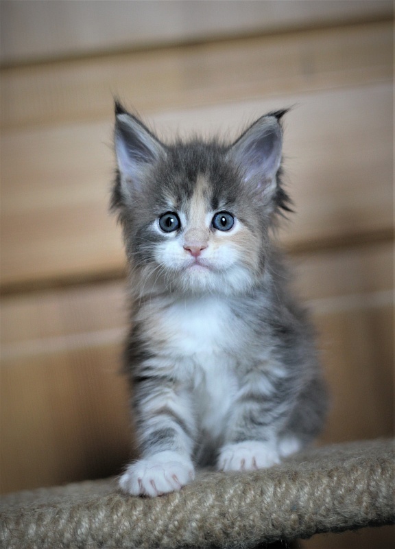 UA*Cremma Monterini - Kitten maine-coon 1 month 0.5 weeks