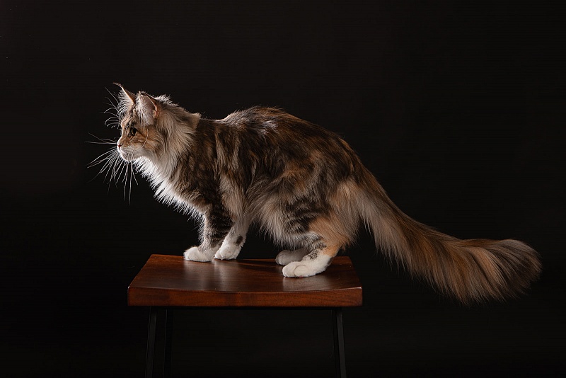 UA*Cremma Monterini - Adult maine-coon 1 year 9 months 2 weeks