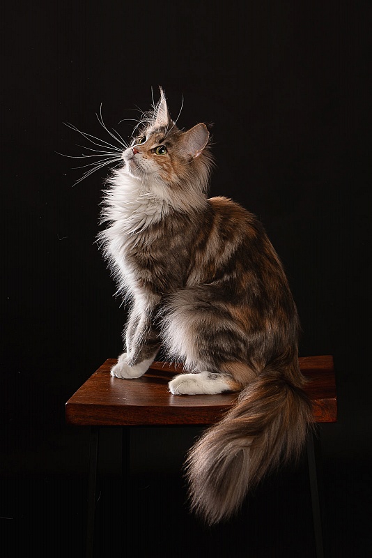 UA*Cremma Monterini - Adult maine-coon 1 year 9 months 2 weeks