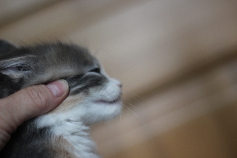 UA*Cremma Monterini - Kitten maine-coon 1 month 0.5 weeks