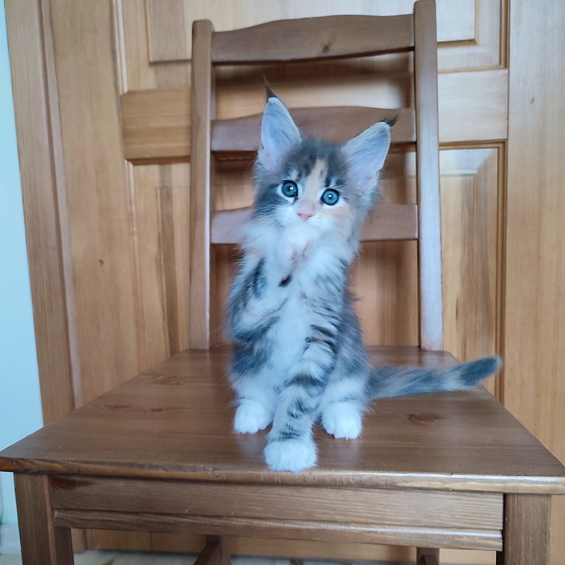 UA*Cremma Monterini - Kitten maine-coon 1 month 3.5 weeks