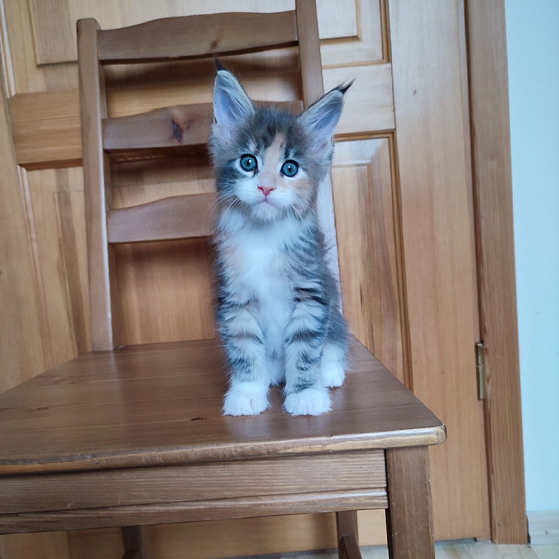 UA*Cremma Monterini - Kitten maine-coon 1 month 3.5 weeks
